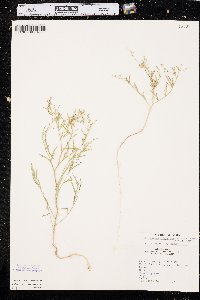 Chenopodium subglabrum image