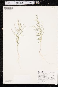 Chenopodium subglabrum image