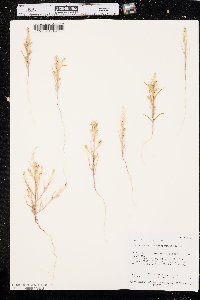 Corispermum americanum image