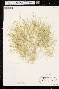 Cycloloma atriplicifolium image