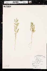 Cycloloma atriplicifolium image