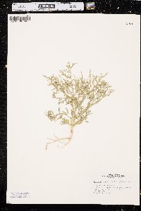 Cycloloma atriplicifolium image