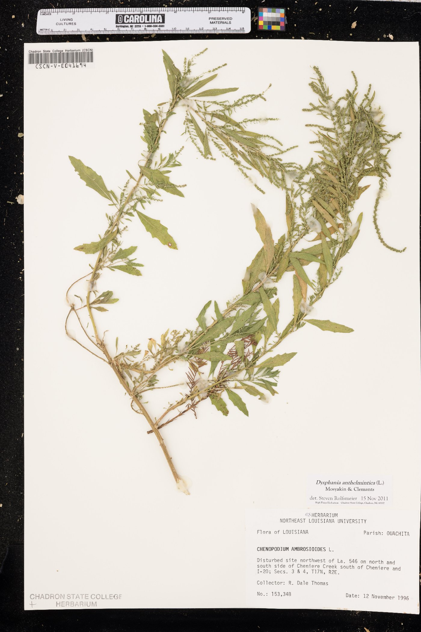 Dysphania anthelmintica image