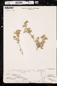 Grayia spinosa image