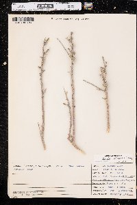 Grayia spinosa image