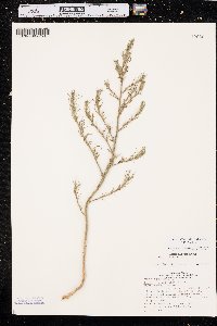 Salsola collina image