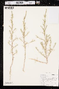 Salsola collina image