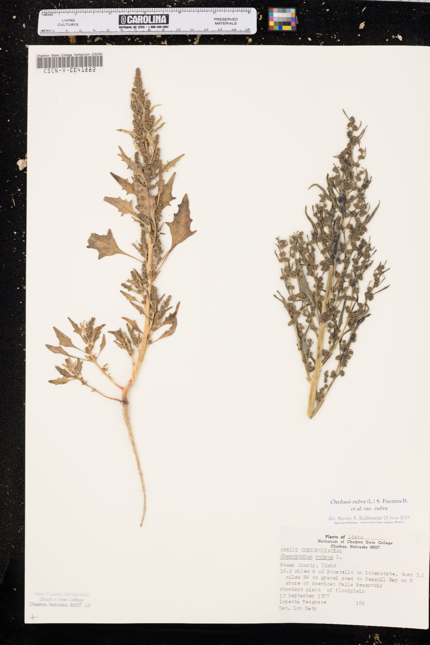 Oxybasis rubra image