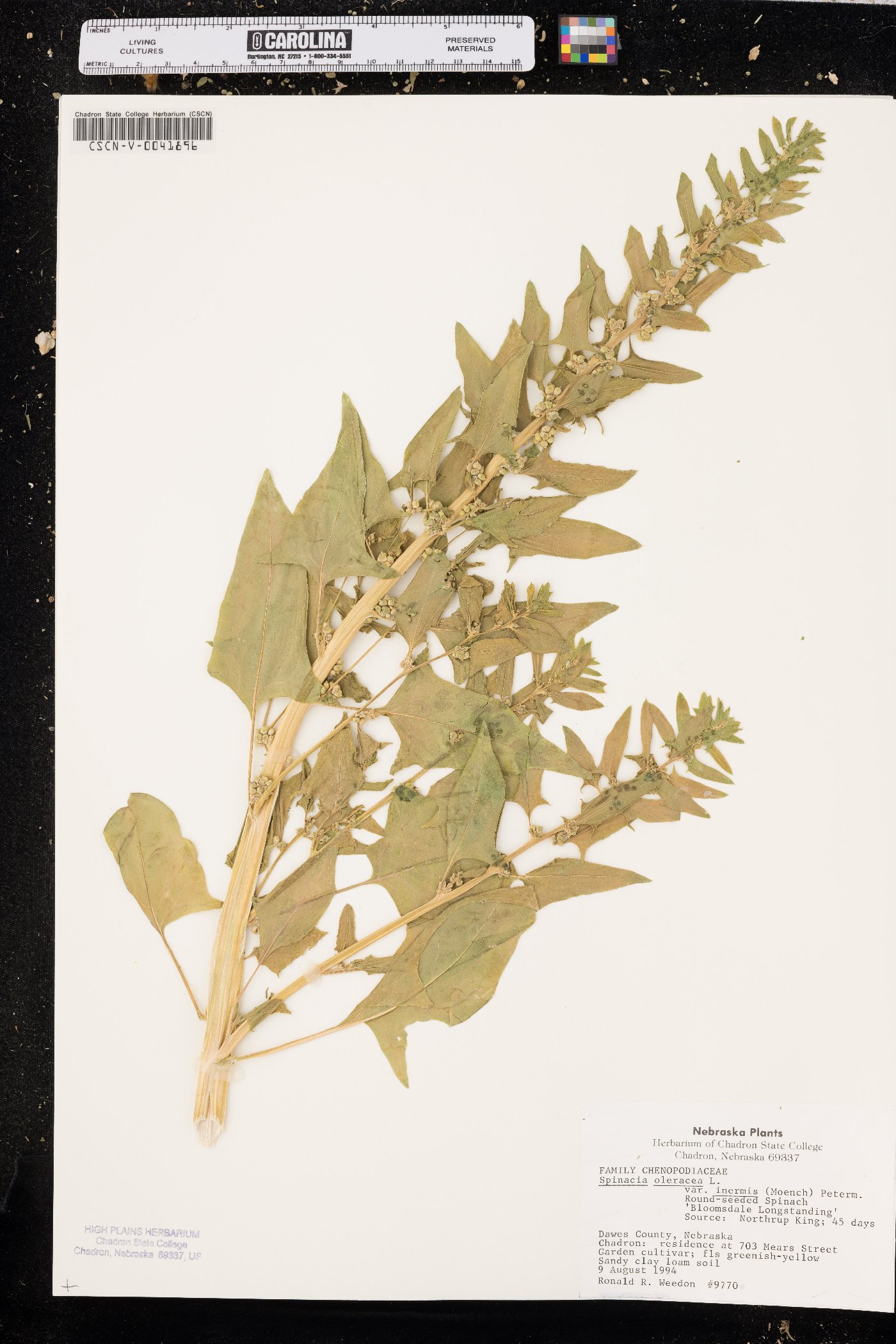 Spinacia oleracea subsp. oleracea image