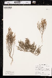 Salicornia rubra image