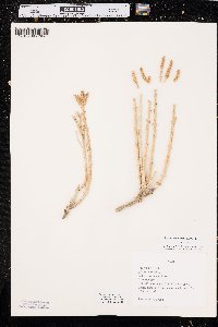 Sarcocornia utahensis image