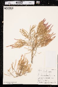 Sarcocornia utahensis image