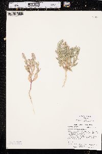 Stutzia dioica image