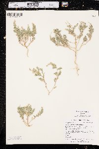 Stutzia dioica image