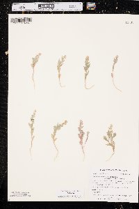 Stutzia dioica image