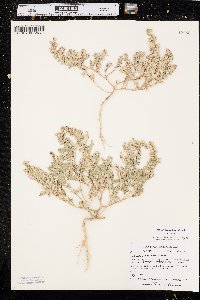 Stutzia dioica image