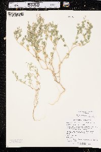 Stutzia dioica image