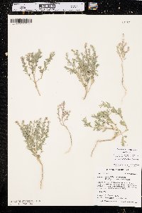 Stutzia dioica image