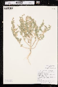 Stutzia dioica image