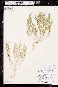 Stutzia dioica image