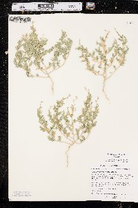 Stutzia dioica image