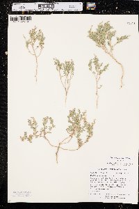 Stutzia dioica image