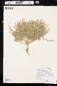 Stutzia dioica image