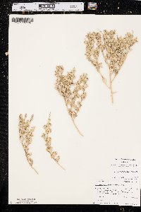 Stutzia dioica image