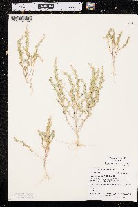 Stutzia dioica image