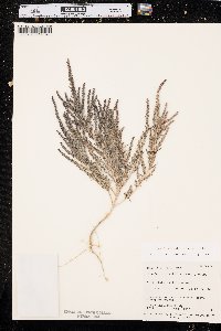 Suaeda calceoliformis image