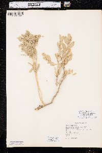 Zuckia brandegeei var. plummeri image