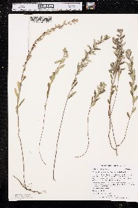 Crocanthemum bicknellii image