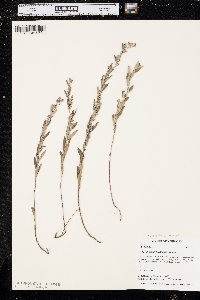 Crocanthemum bicknellii image