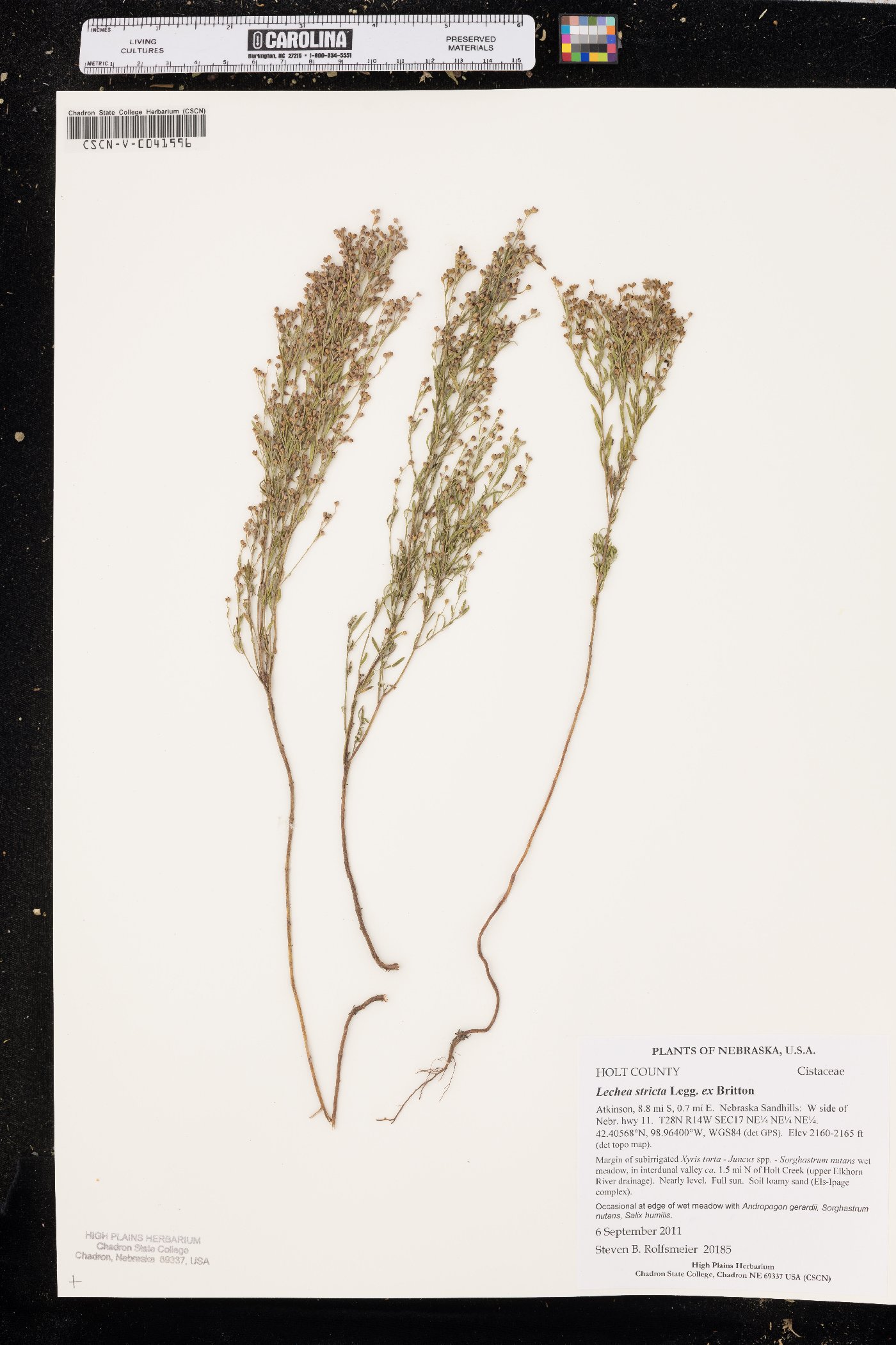 Lechea stricta image