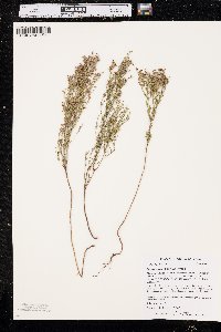 Lechea stricta image