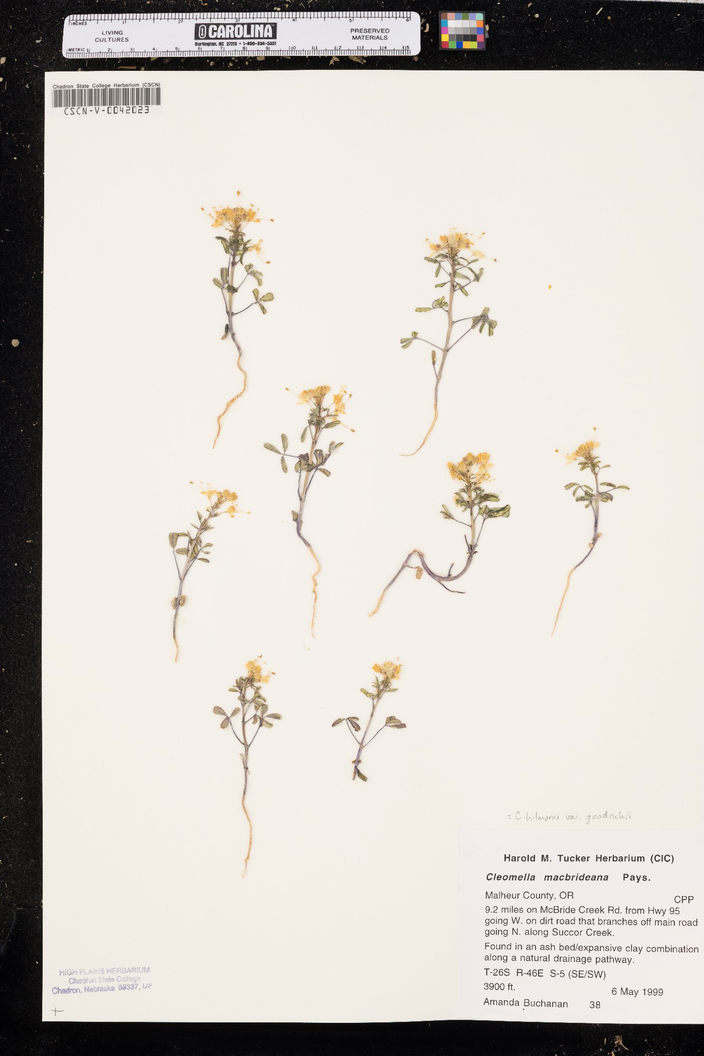 Cleomella hillmanii var. goodrichii image