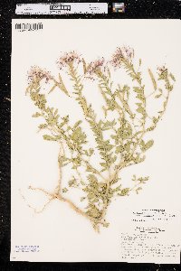 Polanisia dodecandra subsp. trachysperma image