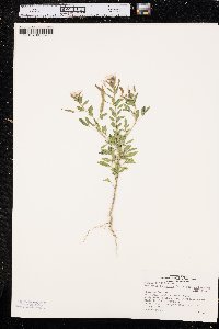 Polanisia dodecandra subsp. trachysperma image