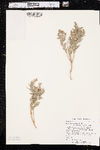 Comandra umbellata subsp. pallida image