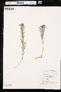 Comandra umbellata subsp. pallida image