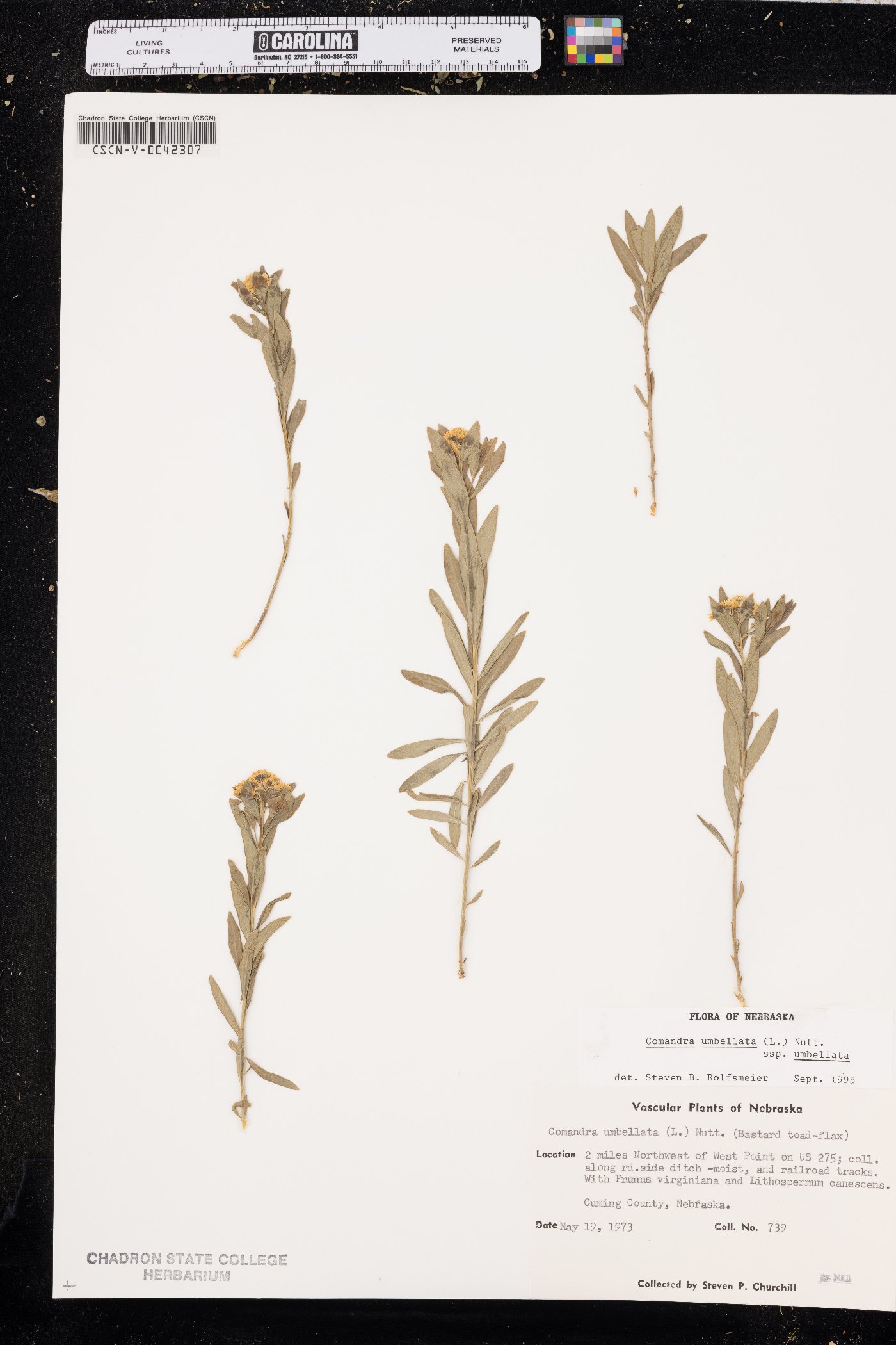 Comandra umbellata subsp. umbellata image