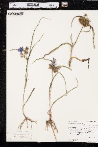 Tradescantia bracteata image