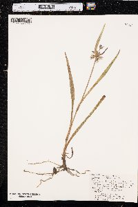 Tradescantia hirsutiflora image