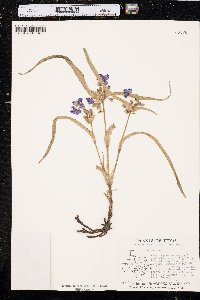 Tradescantia hirsutiflora image