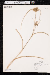 Tradescantia occidentalis image