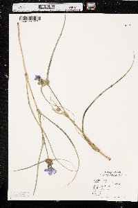 Tradescantia occidentalis image