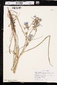 Tradescantia occidentalis image