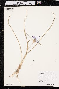 Tradescantia occidentalis image