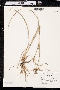 Tradescantia occidentalis image