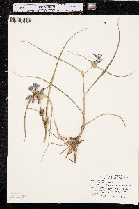 Tradescantia occidentalis image